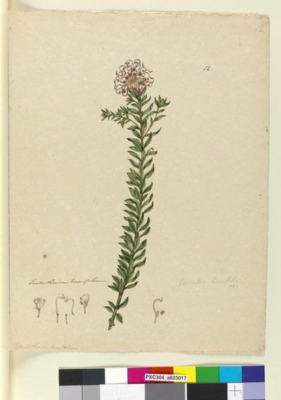 Grevillea buxifolia by John William Lewin
